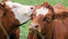 SMS-ben jelzik párzási vágyukat a német tehenek