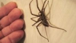 A pókok nem kívánják az emberhúst