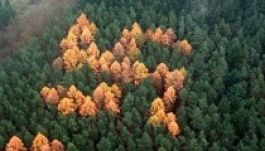 Rájöttek, miért sárgulnak horogkereszt alakzatban a német fák