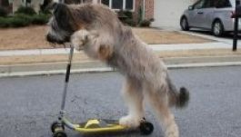 Norman a világ leggyorsabban rollerező kutyája (VIDEÓ)