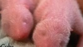 Pandaikrek születtek az Egyesült Államokban