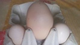 A normálisnál háromszor nagyobb tojást tojt egy kecskeméti tyúk