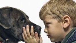 Kutyaszótár készül embereknek a jobb megértésért