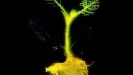 Ültessünk világító fákat az utcai lámpák helyére!