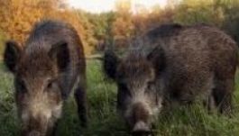 Vaddisznók garázdálkodnak Brassó külvárosában