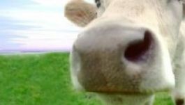 Kínába exportálna pirostarka szarvasmarhákat Hargita megye