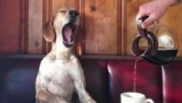 Egy ásításba kerül a dél-afrikai reptér kávéja