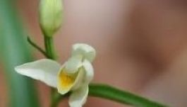 A trónörökös születését jelzi az újfajta orchidea felbukkanása?