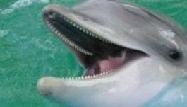 A delfinek is nevükön szólítják egymást