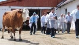 Kínaiak mustrálgatják Székelyföldön a pirostarka szarvasmarhákat