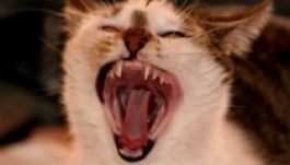 Kóbor macskák támadtak egy kutyára és gazdájára