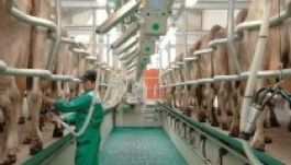 Januártól szigorúan vizsgálja a tejet az Unió