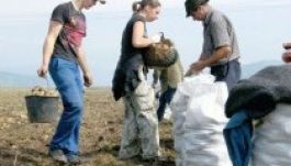 Kiváló krumplitermésre számítanak a háromszéki gazdák