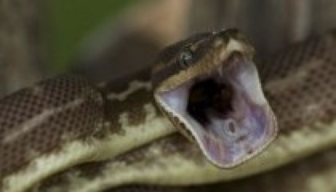 Megfojtott álmában két kisfiút egy elszabadult piton