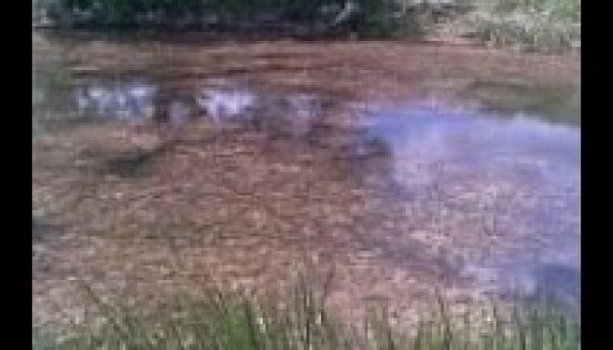 Két kiló hal miatt indít eljárást a rendőrség