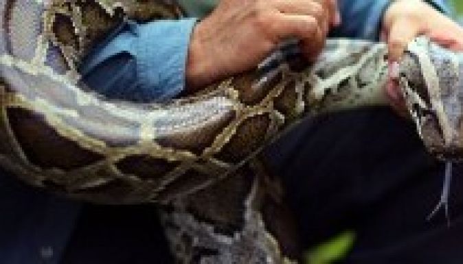 Halálba küldték a gyerekgyilkos kígyót