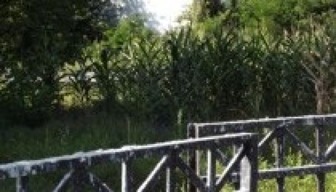 Kegyeletsértő kukoricatábla az aradi zsidó temetőben (VIDEÓ)