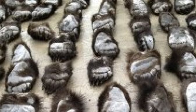 Rekordszámú medvemancsot csempészőket fogtak el Kínában