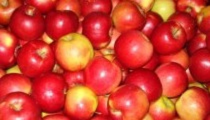 Lesz alma az iskolások asztalán