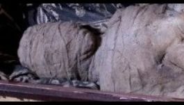 Egyiptomi múmiát talált egy kisfiú a nagyi padlásán