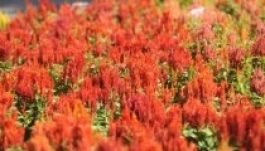 Virágsikerrel büszkélkedhet Magyarország