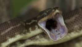 Megfojtott álmában két kisfiút egy elszabadult piton