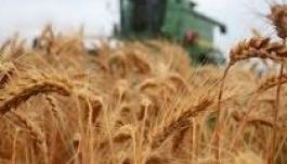 Rendkívül jó gabonatermésre számítanak
