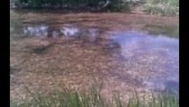 Két kiló hal miatt indít eljárást a rendőrség