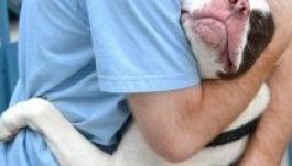 Megoldódni látszik a kóboreb-probléma Háromszéken?