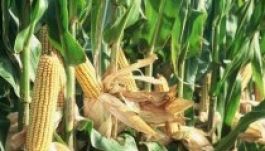 Franciaországban is lesz génmódosított kukorica