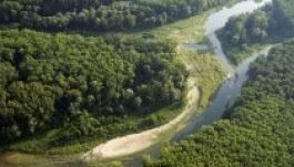 Magyar juhok legelnek Bécsben, hivatalos küldetésben