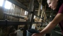 Magyarországi „kalandorok” dolgoztak székelyföldi gazdaságokban