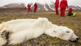 A klímaváltozás miatt éhenhalt jegesmedvét találtak a norvég szigeteken
