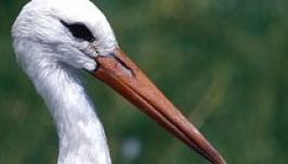 Az első csapat fehér gólya megérkezett Magyarországról