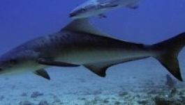 Vegetáriánussá tettek egy húsevő halat