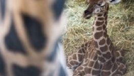 Zsiráfborjú született a budapesti állatkertben