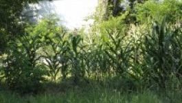 Engedéllyel vetettek kukoricát az aradi zsidó temetőbe