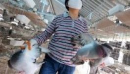 Ősszel újra jöhet a madárinfluenza Kínában