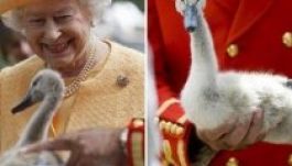 Megsütötték és megették a királynő hattyúját