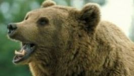 Saját kertjében támadt egy medve egy férfira