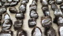 Rekordszámú medvemancsot csempészőket fogtak el Kínában