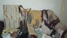 Veszett róka miatt lesz karanténban Gyimesközéplok