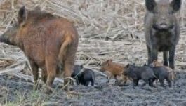 Húszmillió dollárból tisztogatnák meg az USA-t az elvadult disznócsordáktól