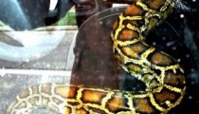 Pitonnal találkozott a garázsában egy szatmári férfi (VIDEÓ)