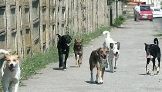 Államfői hadüzenet született a kóbor kutyák ellen