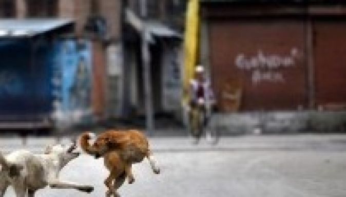 Két hét fogvatartás után elaltatják a kóbor kutyákat