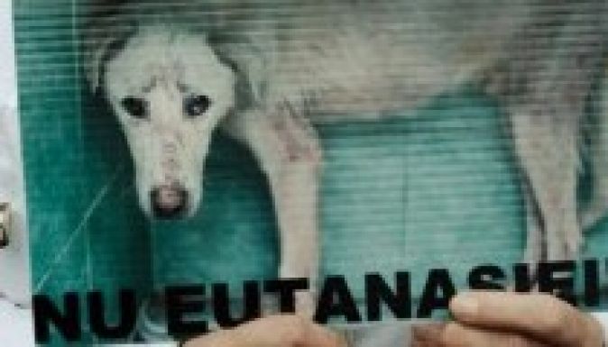 Brüsszel közbelépését kérik az állatvédők a kutyatörvény miatt