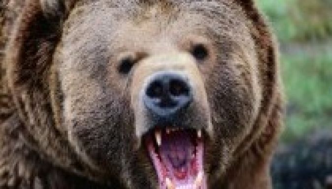 Három medvetámadás egy nap alatt Dâmboviţa megyében