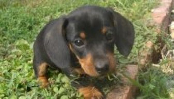 Tacskó mentett emberéletet egy medvetámadás során