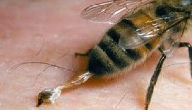 Tizennyolc embert csíptek halálra a darazsak Kínában